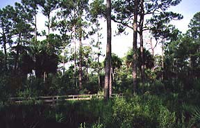 Audubon Corkscrew Swamp